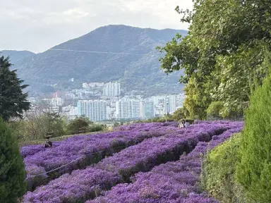돝섬에 핀 아스타 국화 따라 관광객 발길… 가을 관광 활기