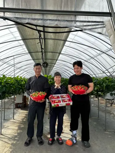 당진시, 딸기 16일 첫 수확…초촉성 재배로 출하 앞당겨