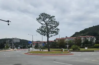 예산군, 삼국축제 앞두고 주요 회전교차로 소나무 경관 정비