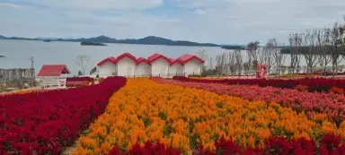 신안 병풍도 맨드라미 절정…10월 한 달 집중 홍보 기간 운영