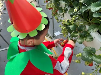장성군, 지역 어린이 400명 대상 ‘딸기 따기’ 현장체험 운영