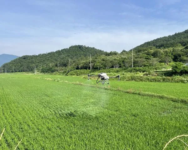 보성군, 벼 병해충 피해 예방…적기 방제 강화
