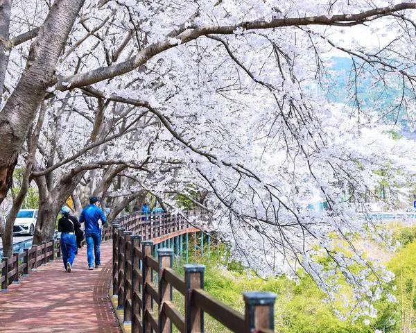 벚꽃비가 쏟아지는 보성, 5.5km 왕벚나무 터널 산책로