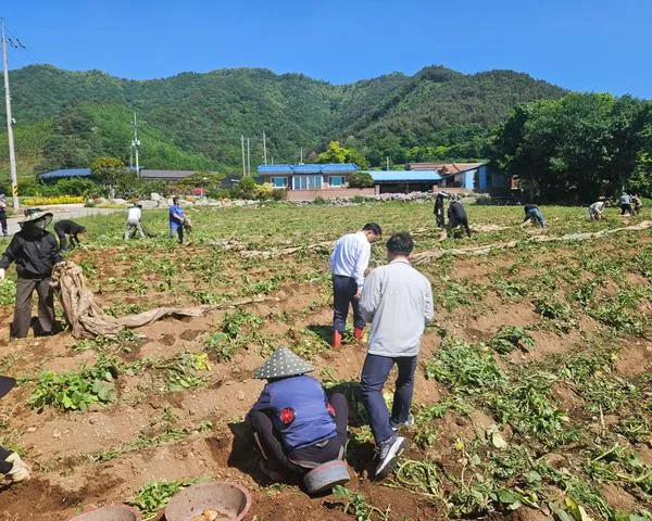보성군 공직자, 농번기 인력난 해소 위해 농촌일손돕기 '구슬땀'