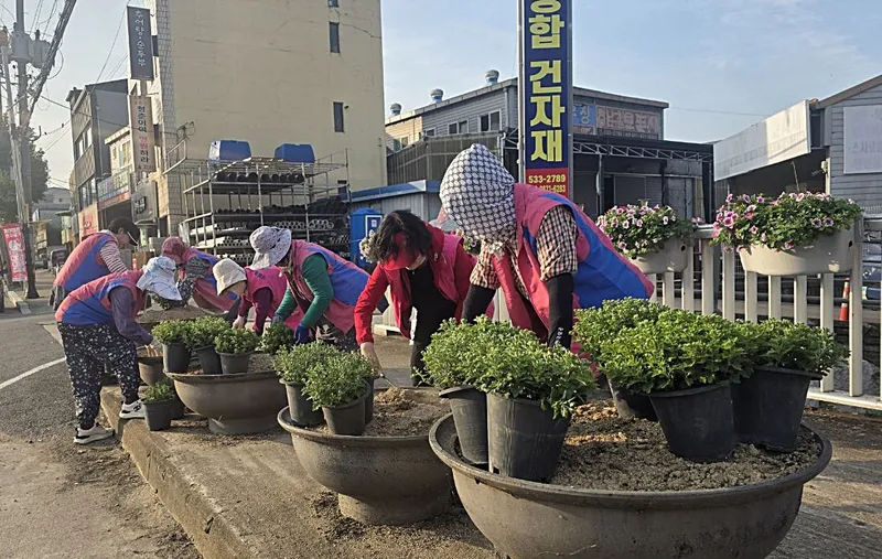 창녕읍, 추석맞이 가을꽃 6천 본 식재
