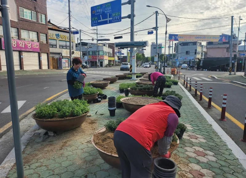 창녕군 남지읍·대합면, 추석맞이 가을꽃으로 거리 단장