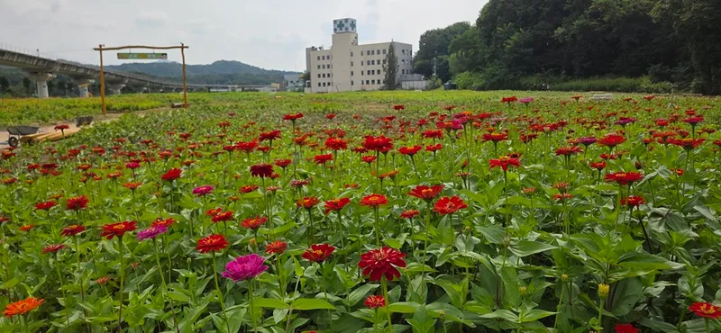 의정부시, 가을꽃 식재로 주요 공원 경관 새단장