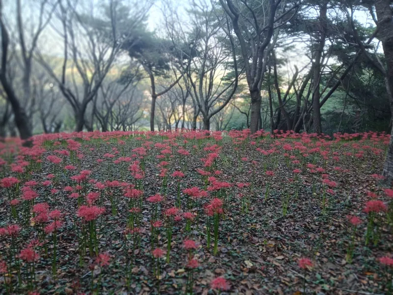 추석에 만나는 결성의 가을, 석당산 꽃무릇 활짝
