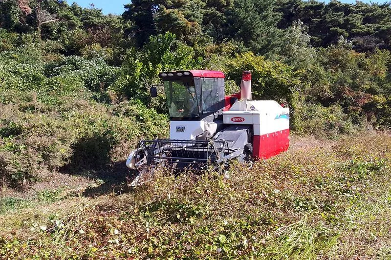 보도/해명-백령면, 가을철 콩 수확 농작업 대행 운영 - 일손 덜고 미소 더하고