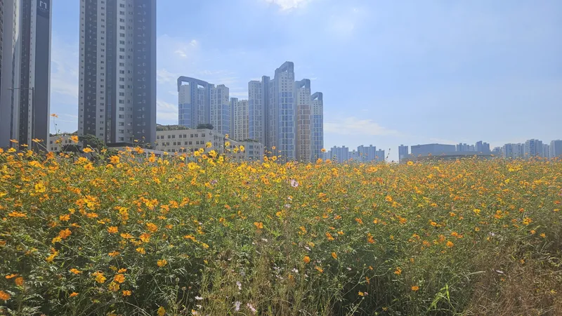 도시농업공원, 황화코스모스 만개… 도심 속 가을 정취 물씬