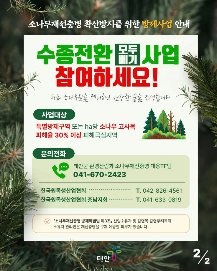 ‘더 늦으면 태안 소나무 전멸’ 태안군, 소나무재선충병 확산 차단 총력…수종전환 산주 동의 적극 당부