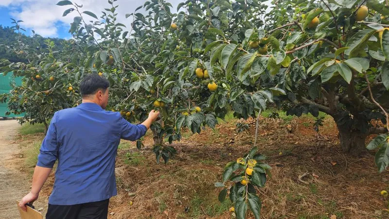 제42회 김해진영단감축제 단감품평회 개최