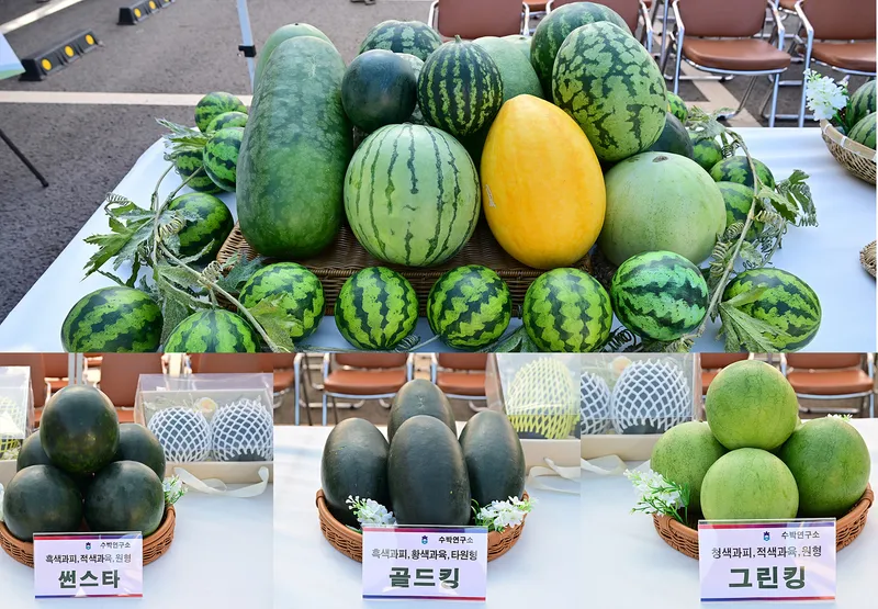수박연구소, 중소형 수박으로 새로운 소비시장 개척
