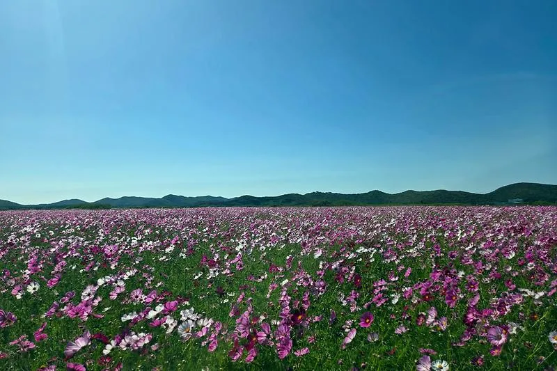 보도/해명-백령도 간척지 물들인 코스모스 꽃물결, 가을 관광객 맞이