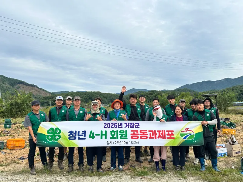 거창군 4-H연합회, 공동과제포 고구마 수확