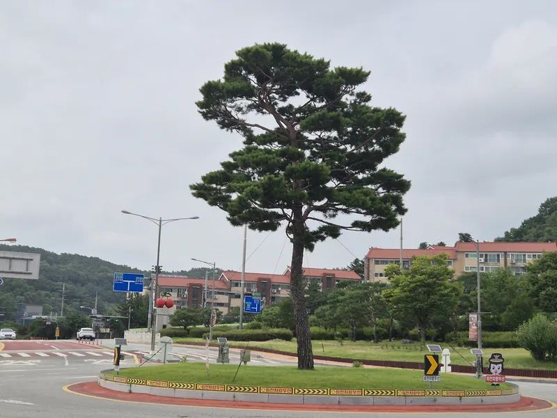 예산군, 관내 주요 회전교차로 소나무 다듬어 쾌적한 가로경관 조성