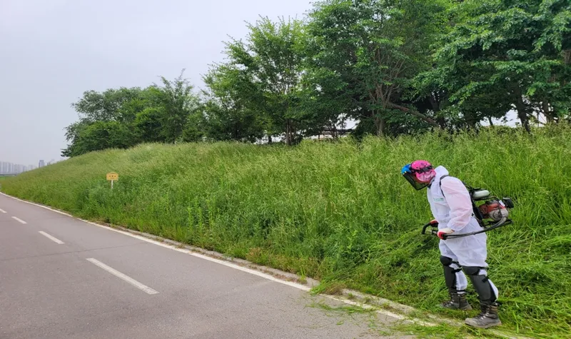 청주시, 무심천·미호강 등 66.1km 풀깎기 정비 완료