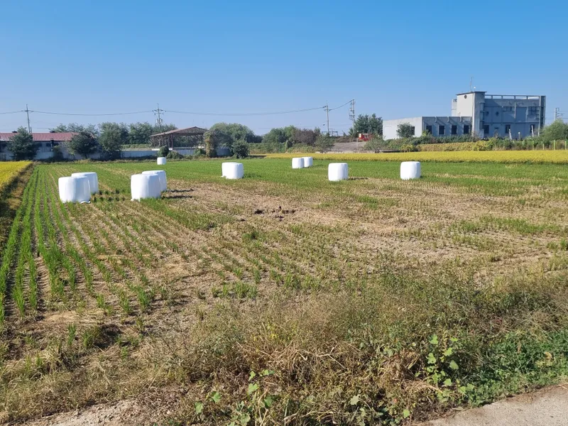 충북도, 농업부산물 ‘볏짚’ 사료화로 자원순환 활성화 촉진