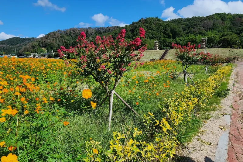 경주 감은사지 앞 황무지, 4,700㎡ 꽃밭으로 탈바꿈