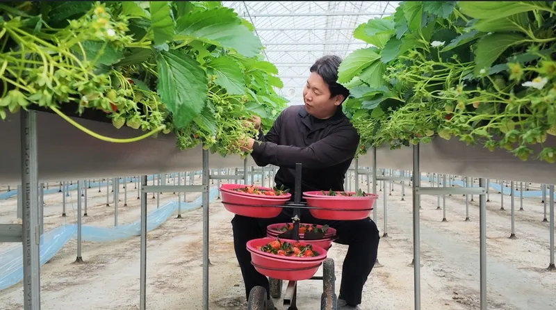 달콤한 시작은 홍성에서, 홍성딸기 가락시장 첫 출하
