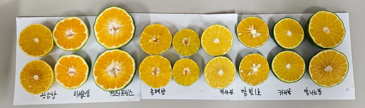 과일 맛 살리는 수확 시기…정읍시, 당도·산도 측정 지원