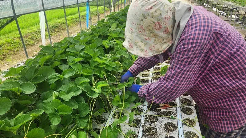 담양군, 폭염 대비 딸기 품질·수량 결정적 8월 관리 당부