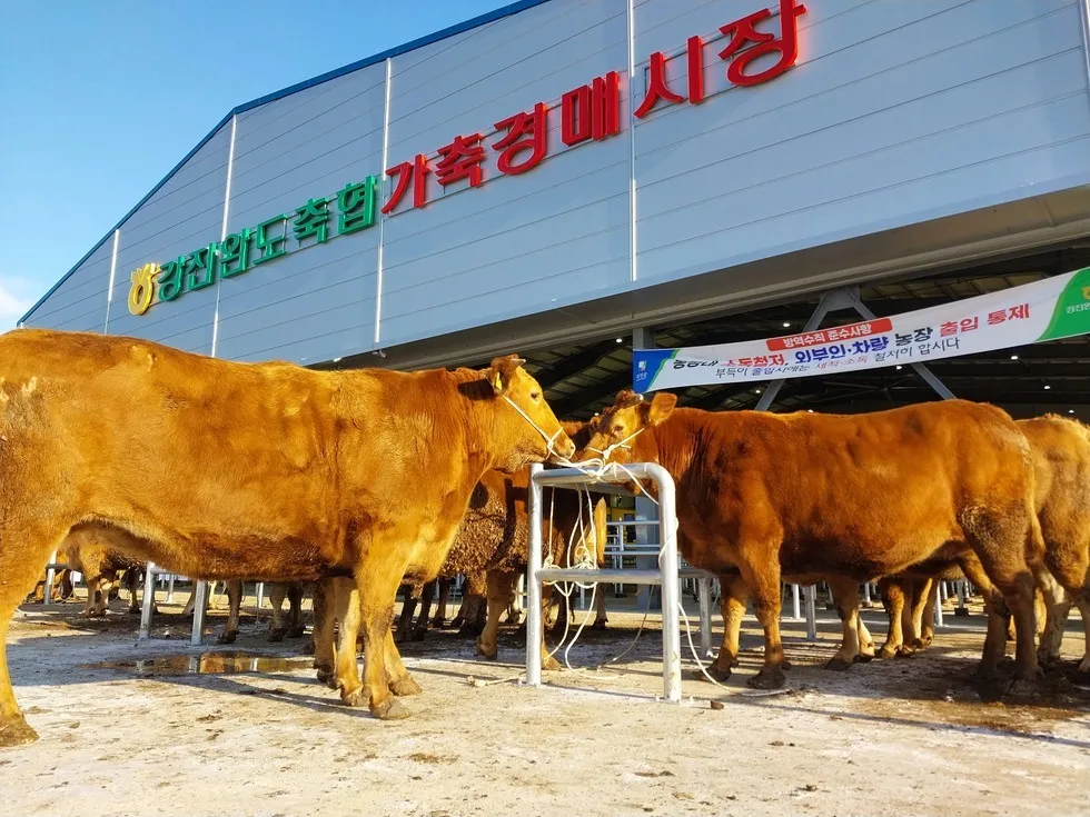 전남·광주 최고 한우, 강진에서 결전… 74두 출품 경쟁 - 행정 | 코리아NEWS