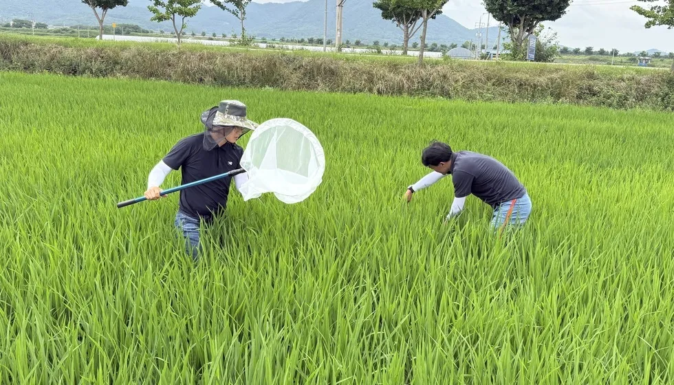 장마철 기승…강진군, 벼멸구·도열병 ‘비상’ 당부