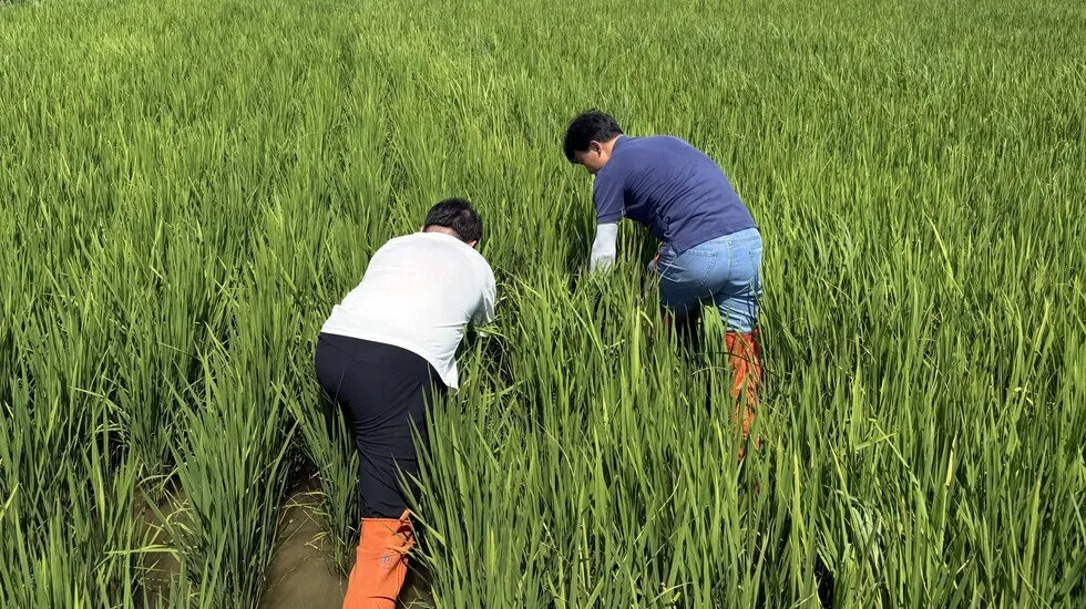 강진군, 벼 병해충 2차 합동 예찰…혹명나방 비율 높아