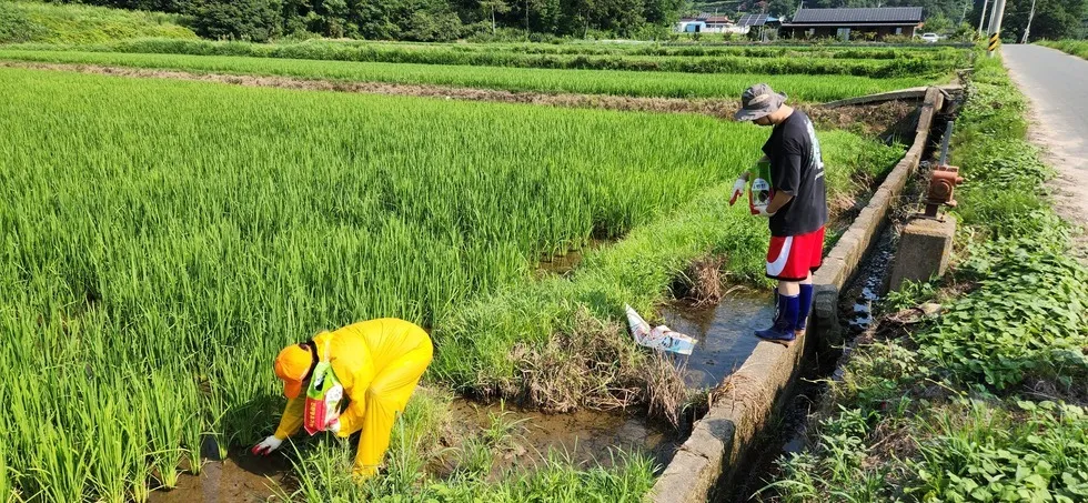생태계 교란 막는다…군동면, ‘왕우렁이’ 일제 수거 착수 - 환경 | 코리아NEWS