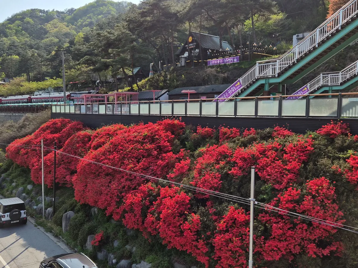 곡성 섬진강변, 철쭉 만개로 봄 절정…레일바이크·증기기관차 붐비