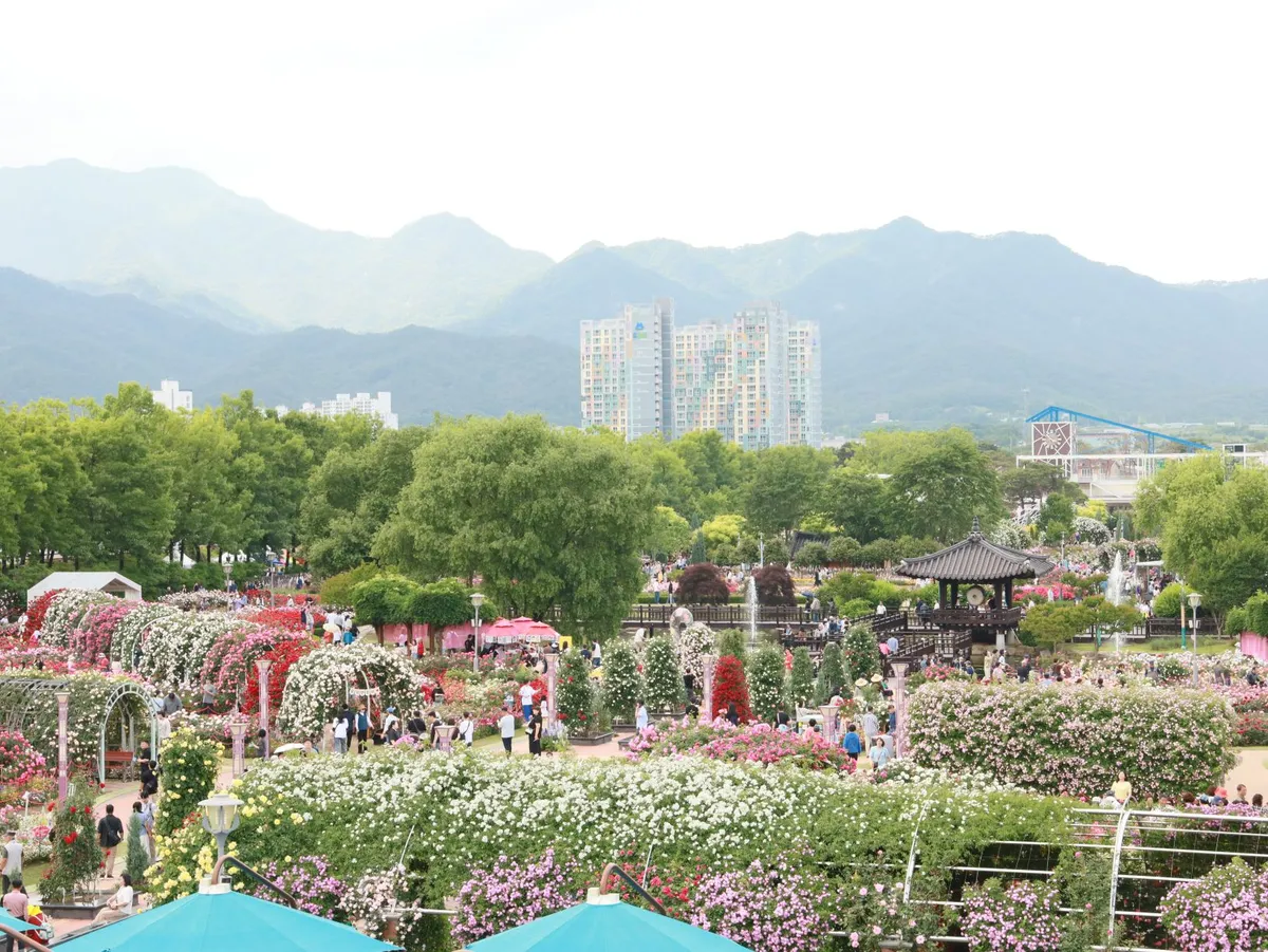 곡성세계장미축제, 4일 만에 14만 명 돌파…지난해보다 3만 명 증가
