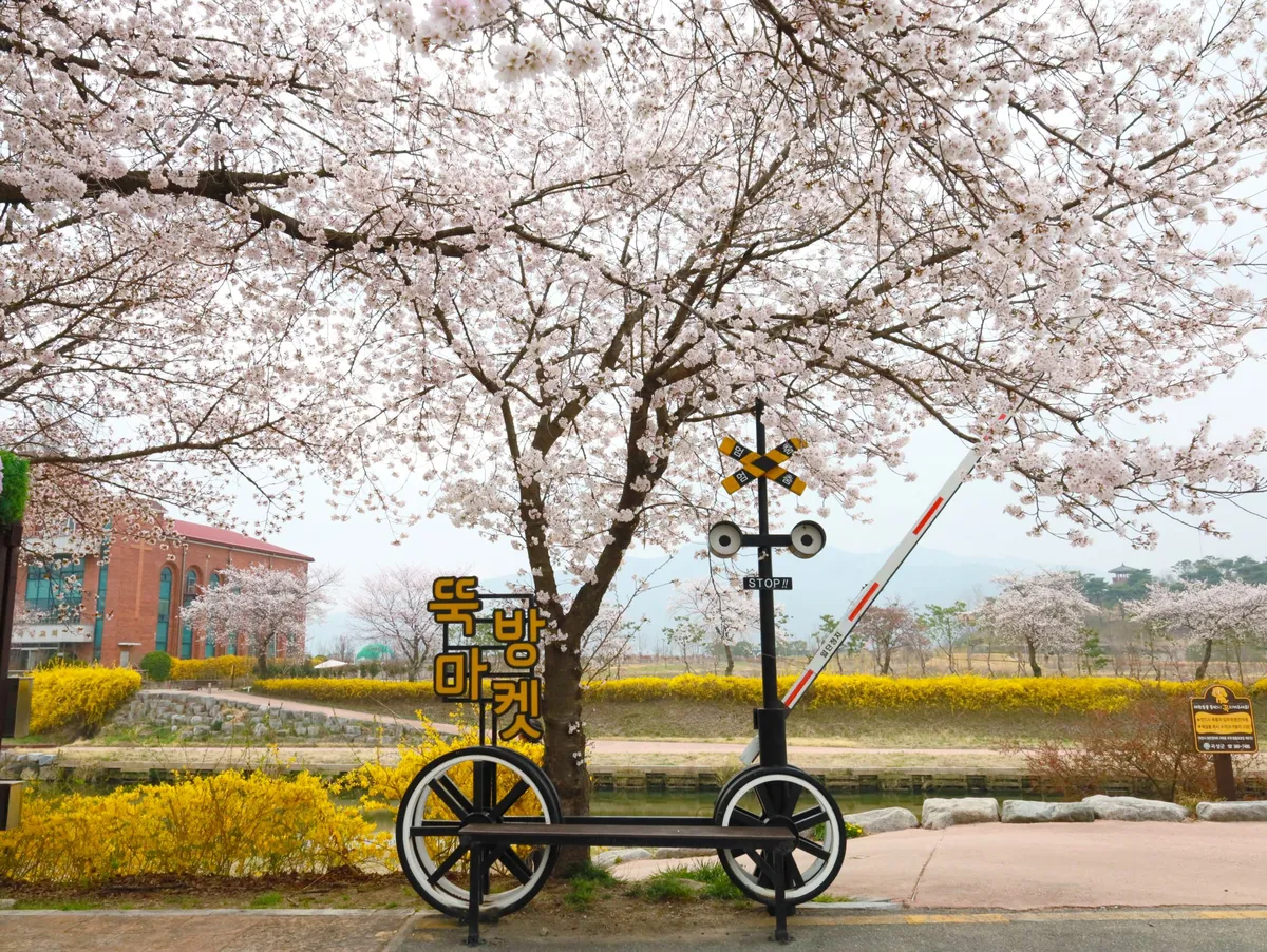 지금이 가장 아름다워! 곡성 벚꽃, 절정 향해 붉게 물들다