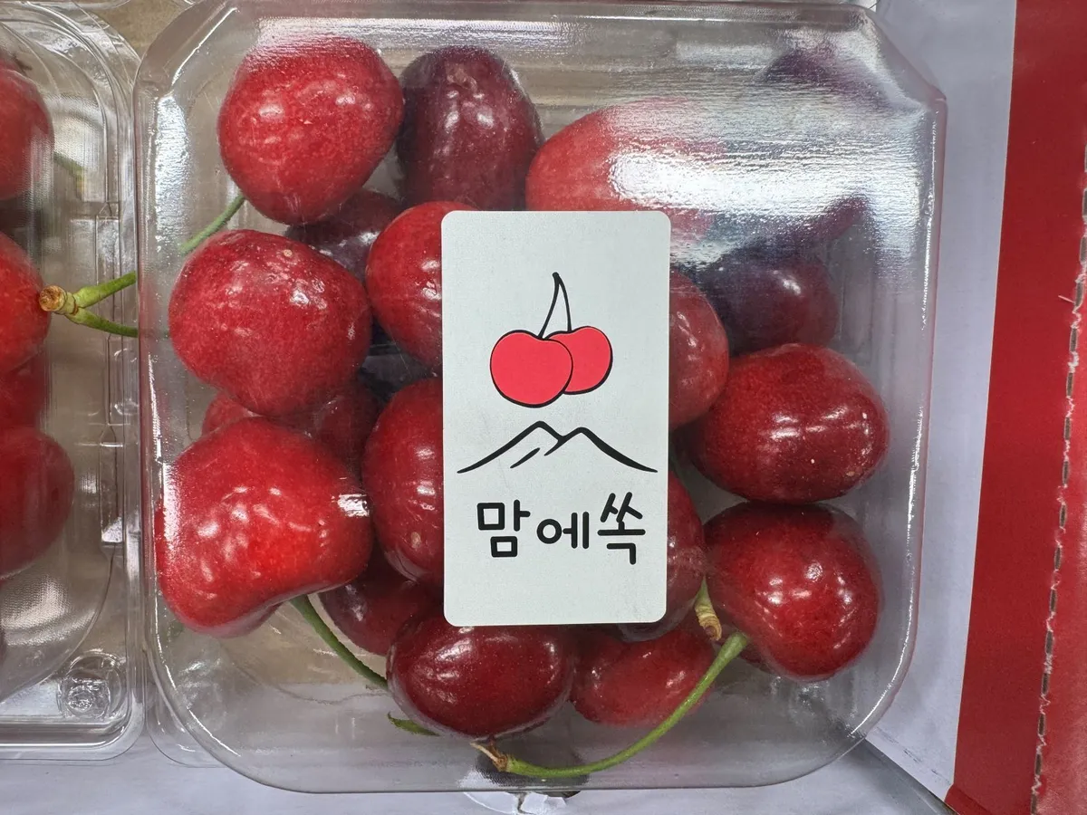 곡성 체리, 전국 최고 품질로 출하 시작…프리미엄 시장 공략