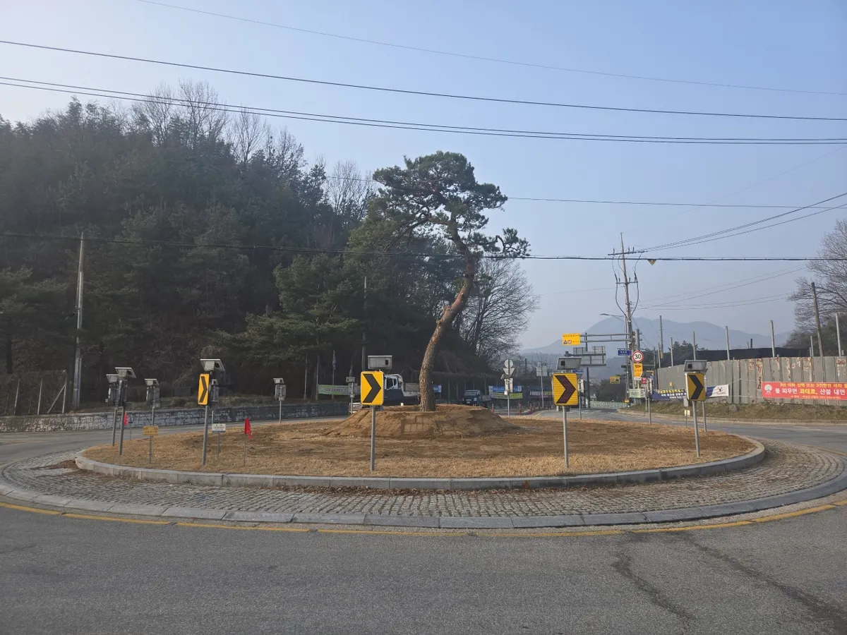 능파 회전교차로에 소나무 식재…곡성 석곡면, 도심 미관 개선