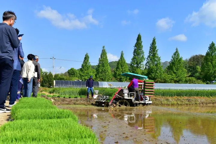 광주시, ‘명품쌀 생산단지’ 본격 조성…첫 모내기 시작
