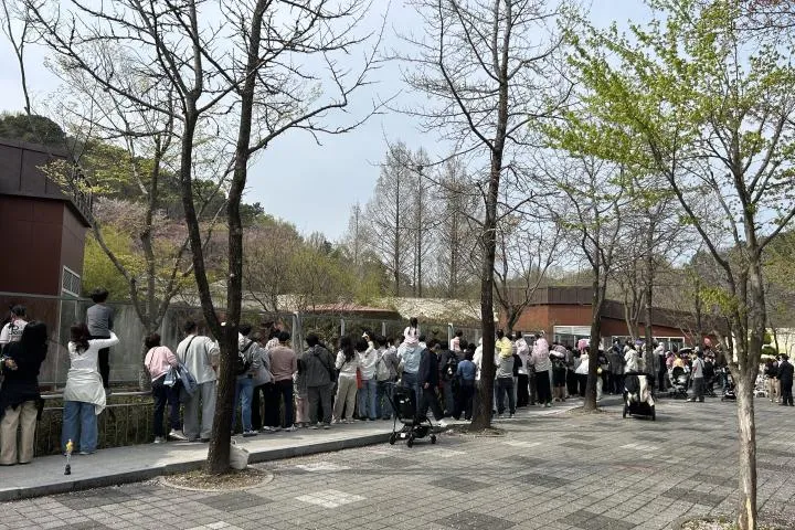상처 입은 동물의 ‘치유 드라마’…광주 우치동물원, 방문객 작년보다 2배 급증 - 환경 | 코리아NEWS