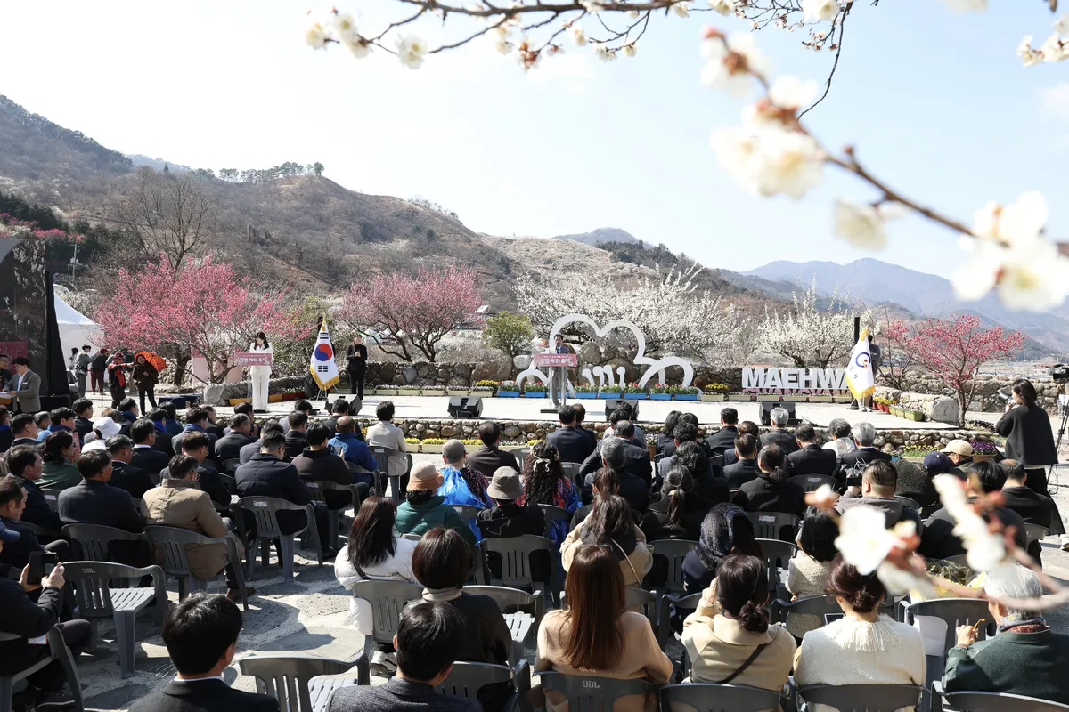 제25회 광양매화축제, 화려한 개막과 함께 10일간의 봄 잔치 시작