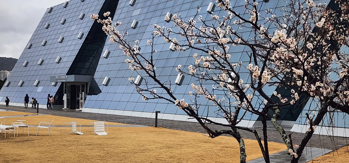 전남도립미술관 매화 만개, 광양매화축제 알리는 전주곡