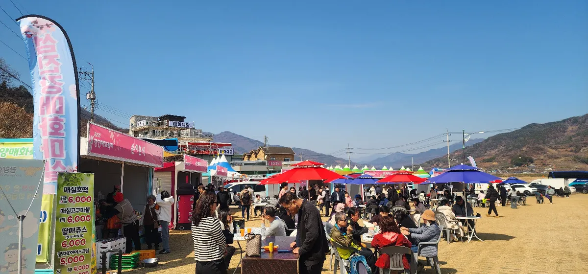 제25회 광양매화축제, 북적이는 축제장…불법 야시장은 ‘한산’