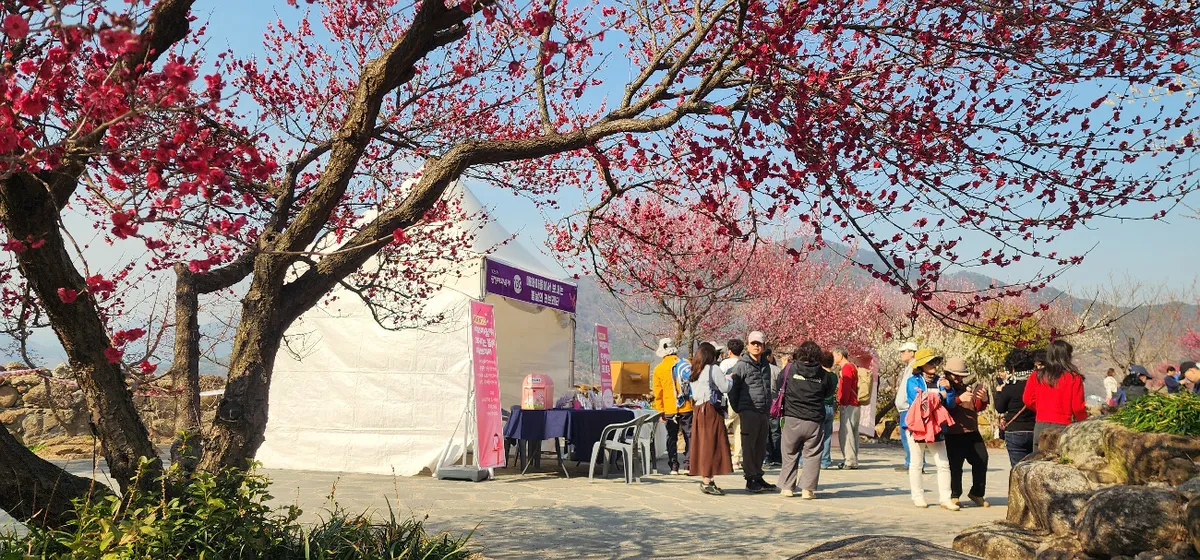 광양매화축제, 만개한 매화 속 방문객 북적…데이터 기반 개화 예측 성공