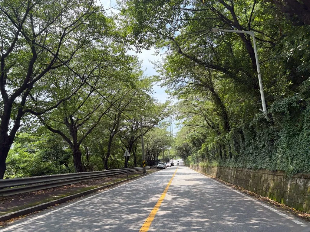가야산 왕벚나무 정리 완료…광양시, 도시 미관과 통행 안전 '업그레이드'