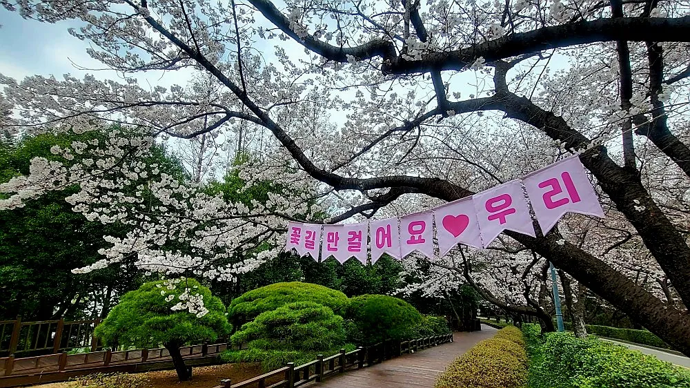 매화 동백 벚꽃까지…광양, 전역이 봄꽃 명소로 변신