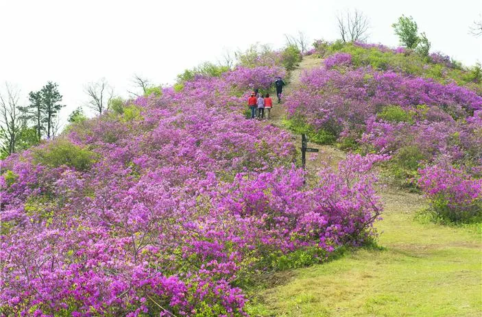 광양 백운산 철쭉 만발, 25일부터 ‘국사봉철쭉축제’ 개최
