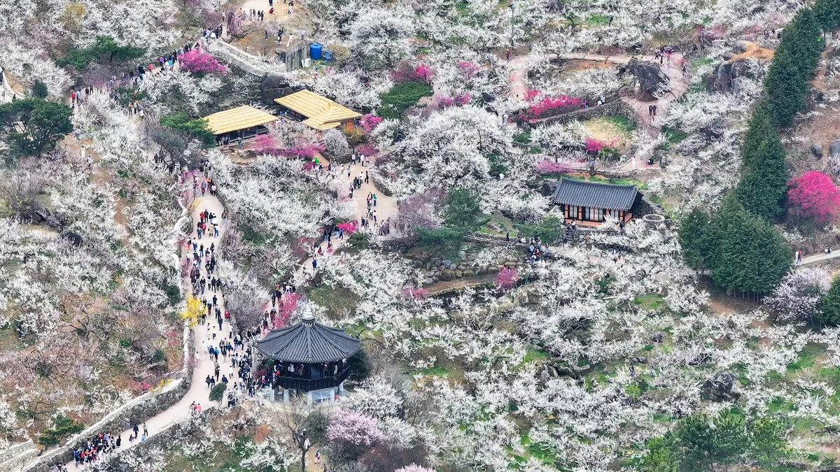 광양매화축제, 과학 데이터·콘텐츠로 71만 명 흥행…체류형 관광 전환 성공