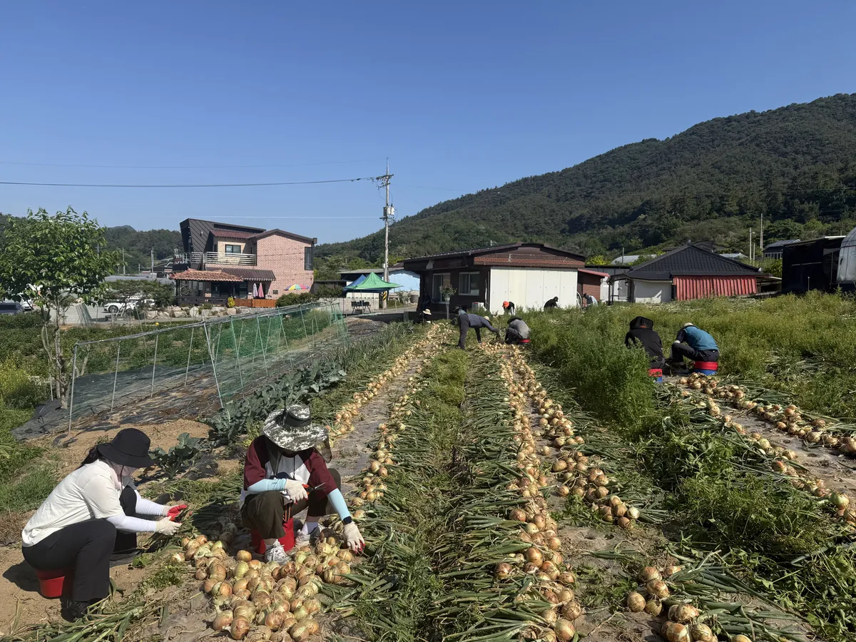 함평군, '우박+가격폭락' 양파 농가 긴급 일손 돕기 총력