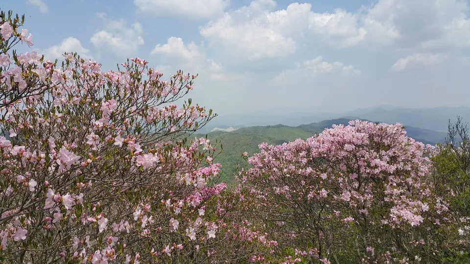 화순 화학산 화합하는 제18회 고산 철쭉제 성료