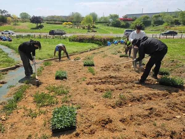 가을동화 버베나 축제 앞두고 동화면 청년회·면민 꽃심기 구슬땀