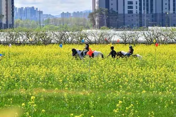 장성의 봄, 노란 유채꽃과 산나물 축제로 가득 찼다