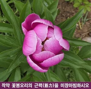 작약의 근력을 미학으로 해부한 10가지 미장센